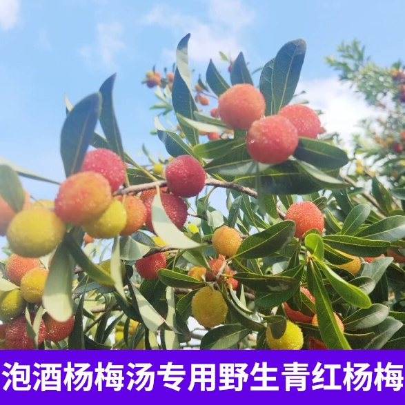 泡酒【青红】8斤贵州高山野生山杨梅青红新鲜水果杨梅汤小颗酸甜