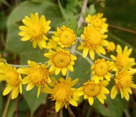 野菊花小米菊植株苗容活易养多年生花园花卉绿植盆栽常年发货包邮