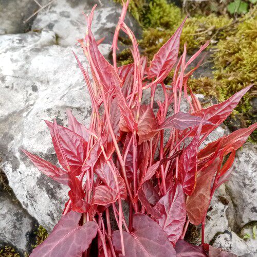 凉拌美食野菜野生新鲜何首乌嫩叶尖美味头茬蔬菜当天现采现发包邮