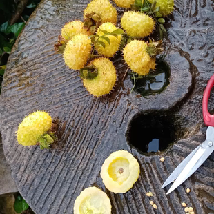 刺梨干果新鲜刺梨鲜果贵州特产野生新鲜去刺去籽带刺原果现摘直发