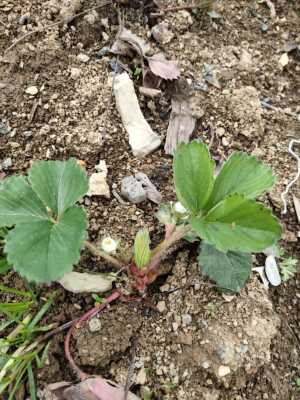 白色草莓苗  野生草莓  地孟子苗  10株包邮  野草莓白泡儿白蒲草