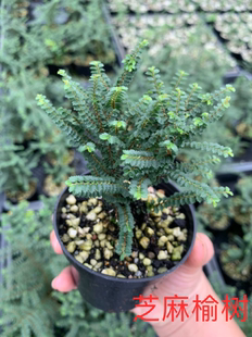 芝麻榆树小叶榆树榔榆树日本进口造景素材最小的八房榆树室内