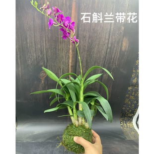 红泼墨石斛兰带花苞苔藓球香水秋石斛懒人水培绿植室内客厅好养盆