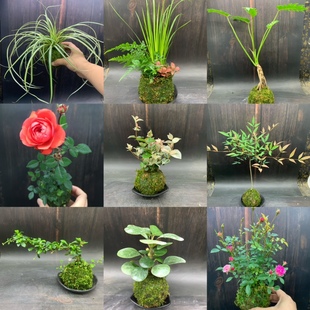 苔藓球水培植物盆景蕨类铁线蕨榆树椰子菖蒲文竹阳台好养室内盆栽