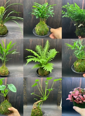 苔藓球室内耐阴好养易活的植物水培绿植兰花罗汉松镜面草盆栽花卉