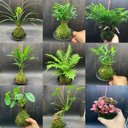 苔藓球室内耐阴好养易活的植物水培绿植兰花罗汉松镜面草盆栽花卉