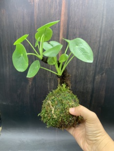 苔藓球老桩镜面草水培小盆栽招财草网红草水陆缸造景植物室内耐阴