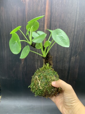 苔藓球老桩镜面草水培小盆栽招财草网红草水陆缸造景植物室内耐阴