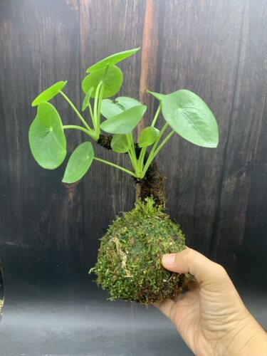 苔藓球老桩镜面草水培小盆栽招财草网红草水陆缸造景植物室内耐阴