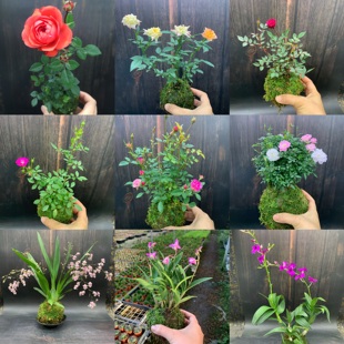 苔藓球姬月季迷你小月季花盆栽微型超微月季文心兰石斛兰阳台花卉
