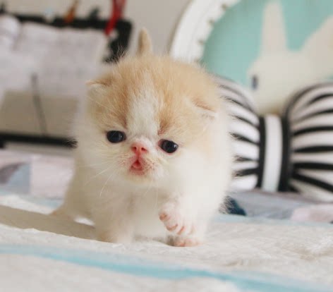 【有视频预定】加菲猫 幼猫 活体 纯种  家养 异国短毛猫  乳白公