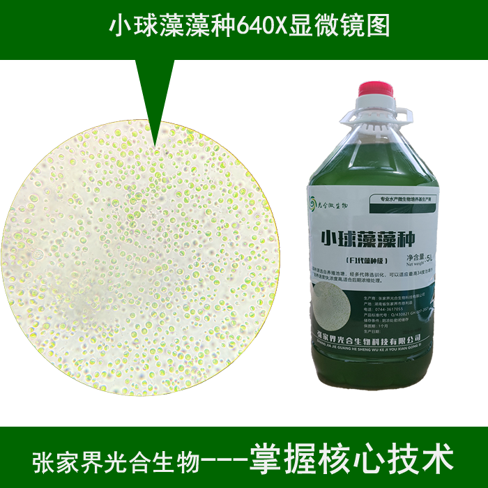 小球藻种池塘 肥水绿水藻种保证活力纯度真正能培养