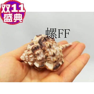竖琴贝壳装饰品水族箱海胆贝壳