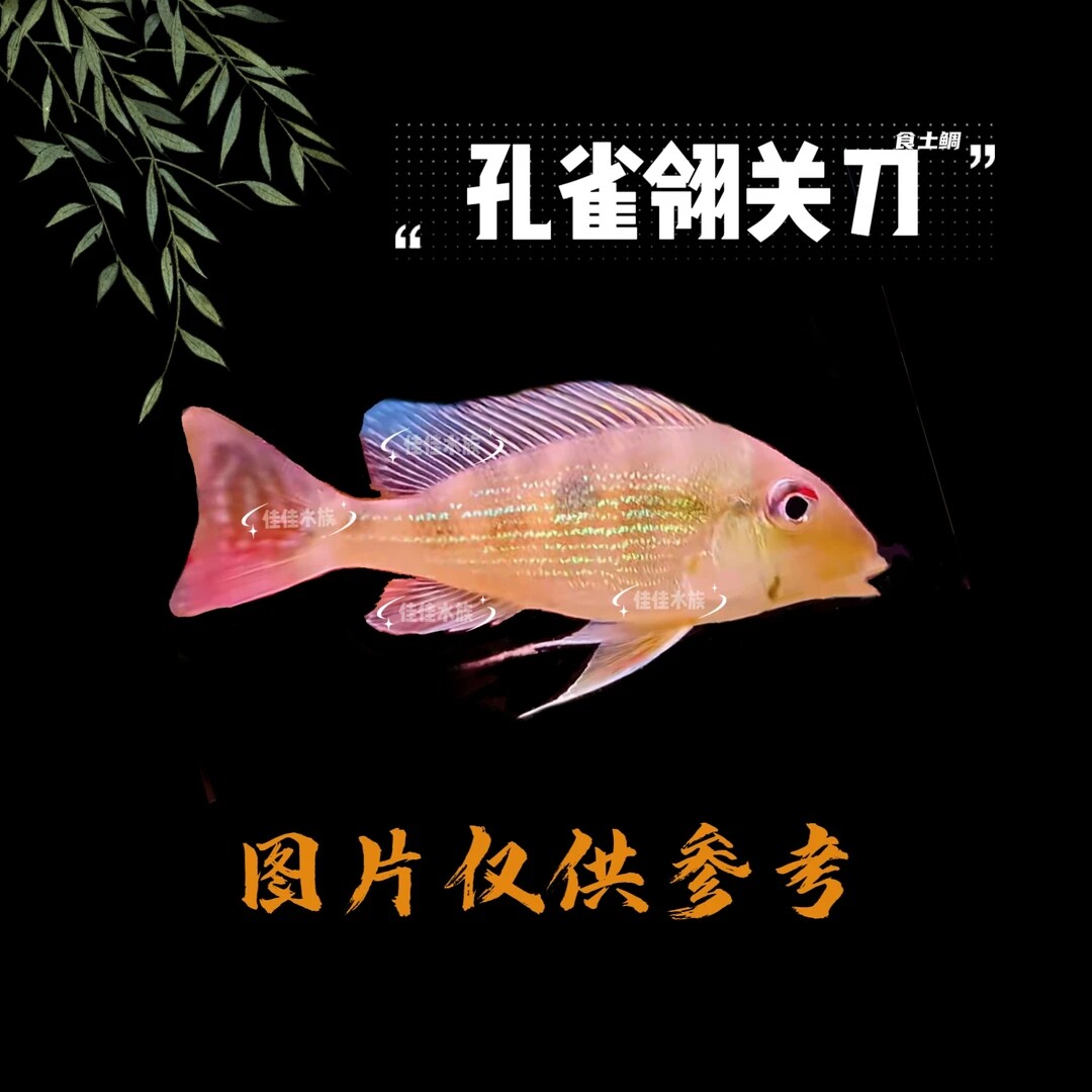 【稀有食土】孔雀翎关刀南美鱼