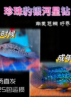 银河星钻珍珠豹淡水鱼
