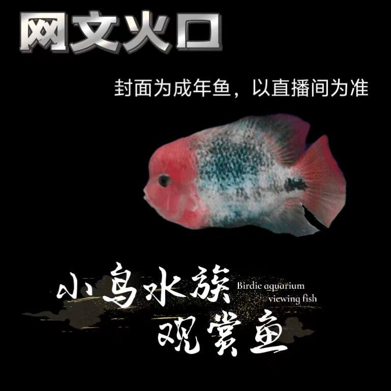 网纹火口鱼南美慈鲷热带观赏鱼好养活