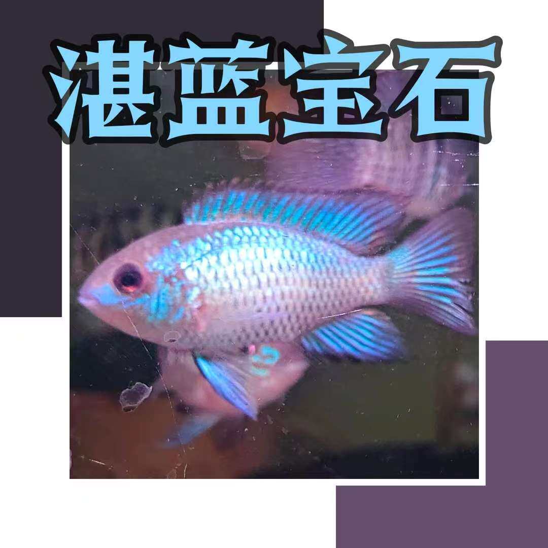 湛蓝宝石电光凤凰翡翠凤凰短鲷好养易活
