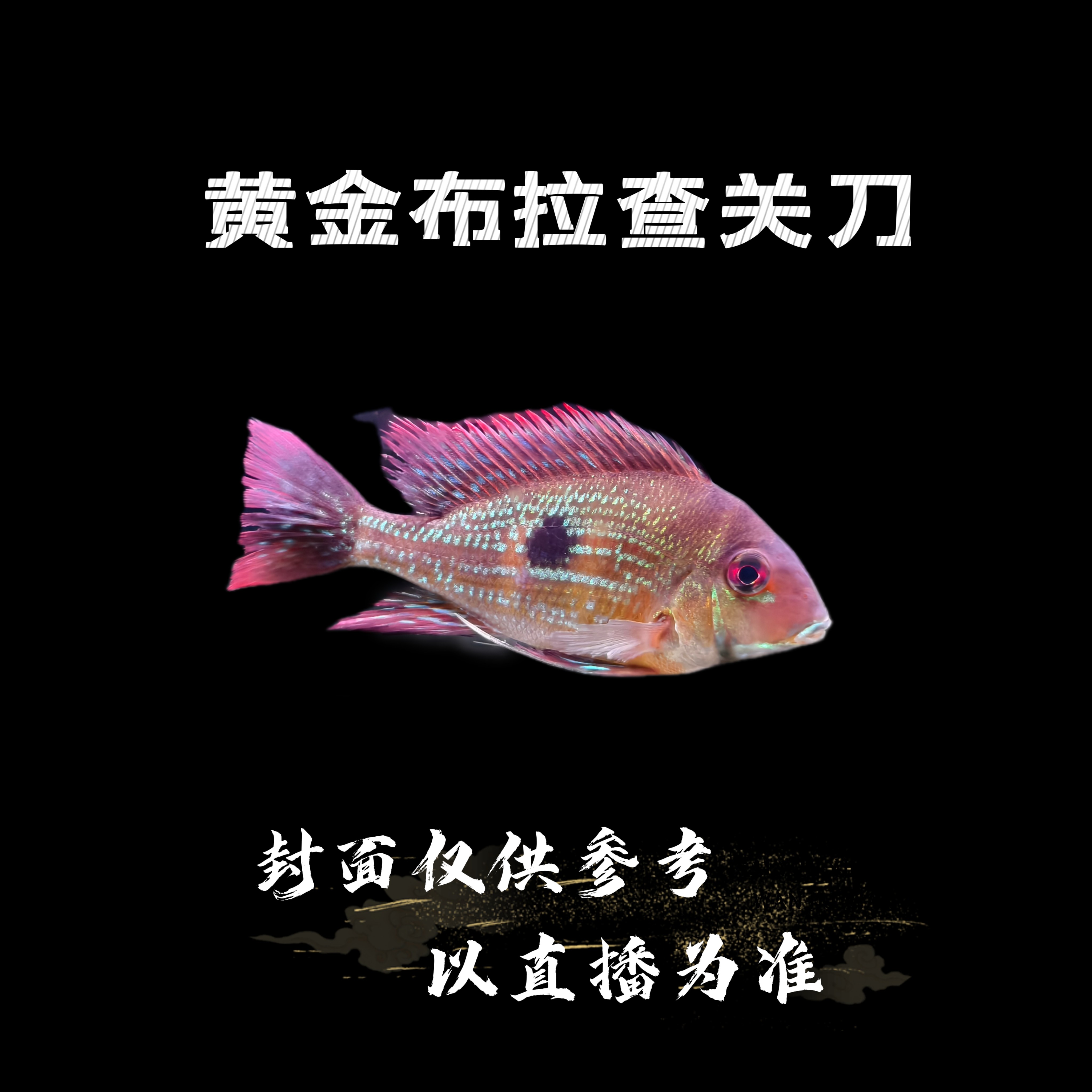 【稀有食土鲷】黄金布拉查关刀 南美热带观赏 小型食土