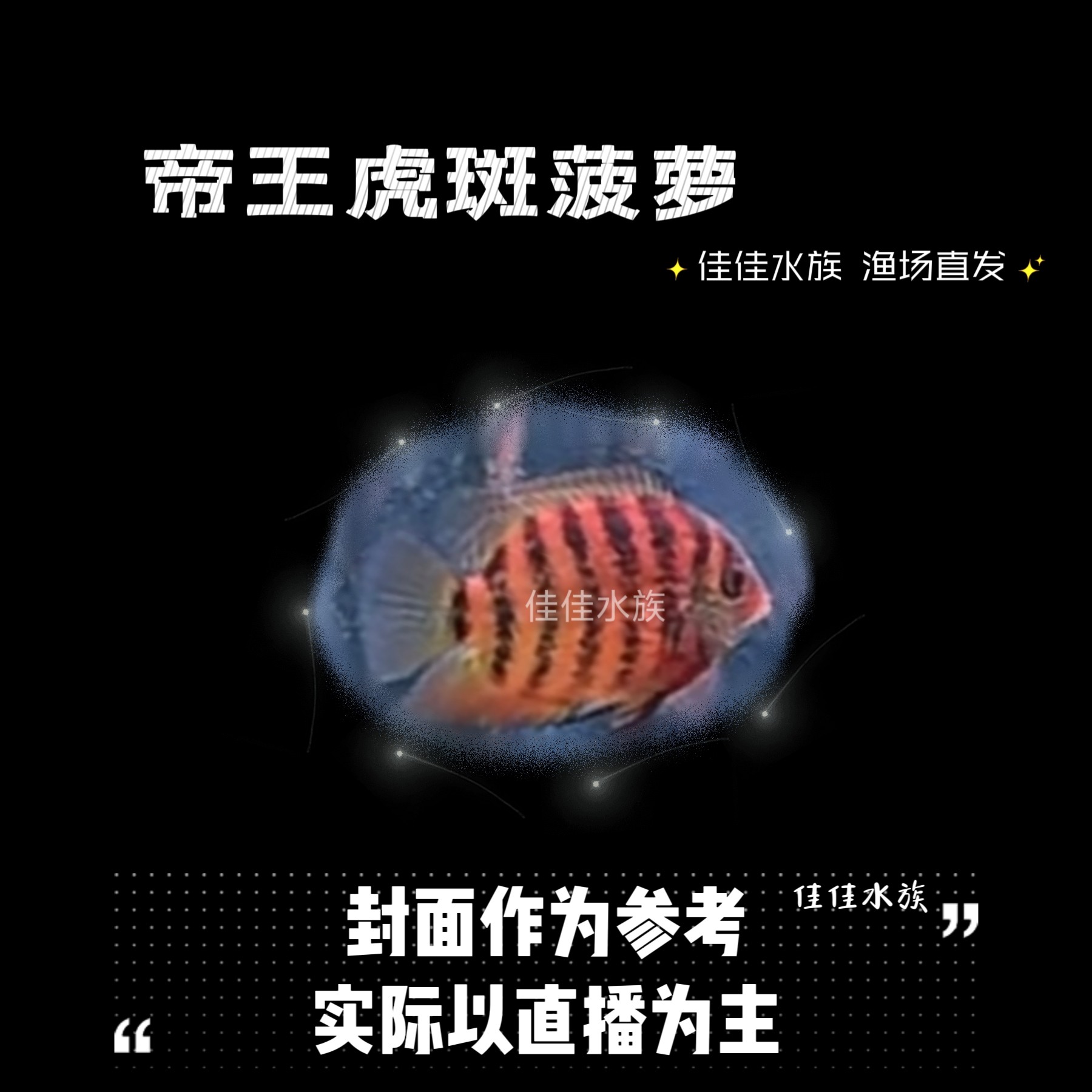 帝王虎斑菠萝 热带观赏鱼 好养好看可混养 可龙鱼配鱼