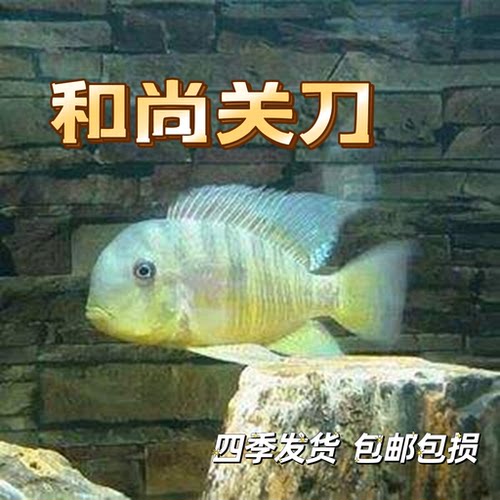 入门级食土鲷和尚关刀鱼