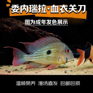 委内瑞拉·血衣关刀 食土鲷 南美热带鱼