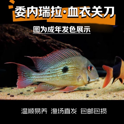 委内瑞拉·血衣关刀 食土鲷 南美热带鱼