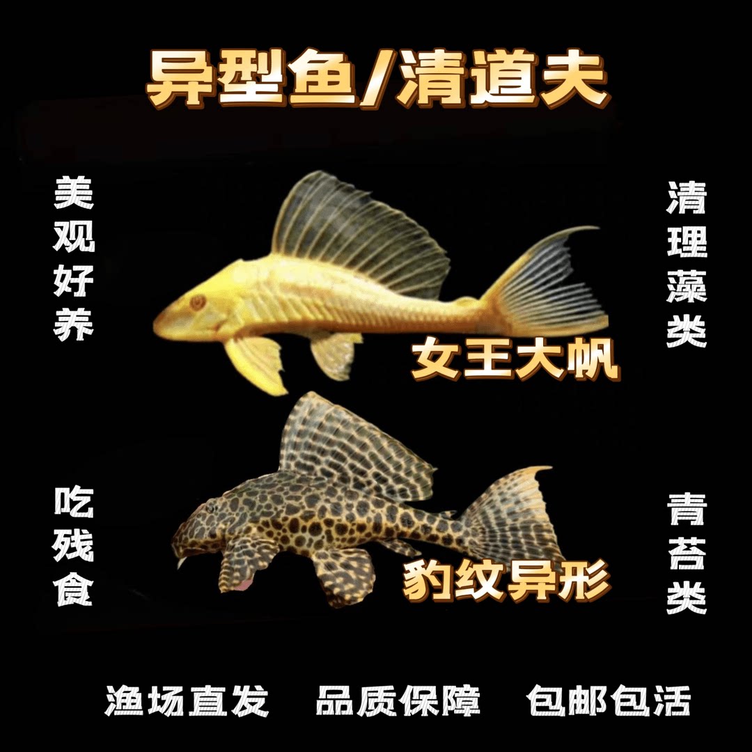 清道夫清缸鱼豹纹除藻