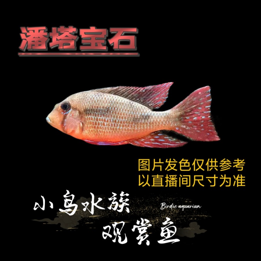 【高端食土鲷】潘塔宝石  潘塔纳尔蓝唇宝石 南美热带鱼