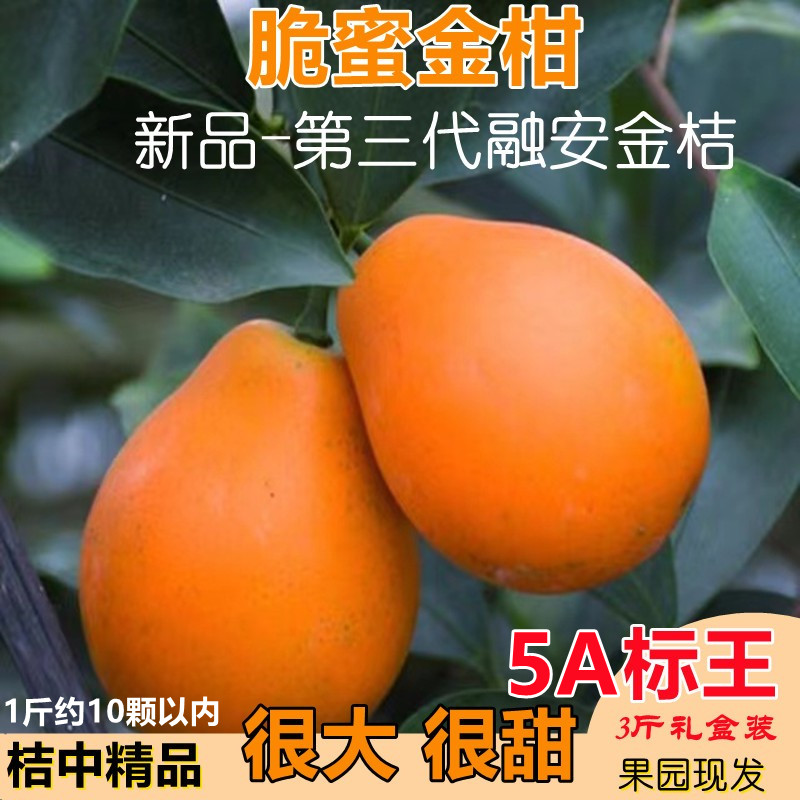 脆蜜金柑【超大标王30颗礼盒装】
