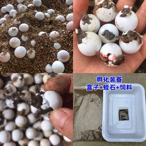 孵化蛋甲鱼蛋受精蛋卵送孵化装备