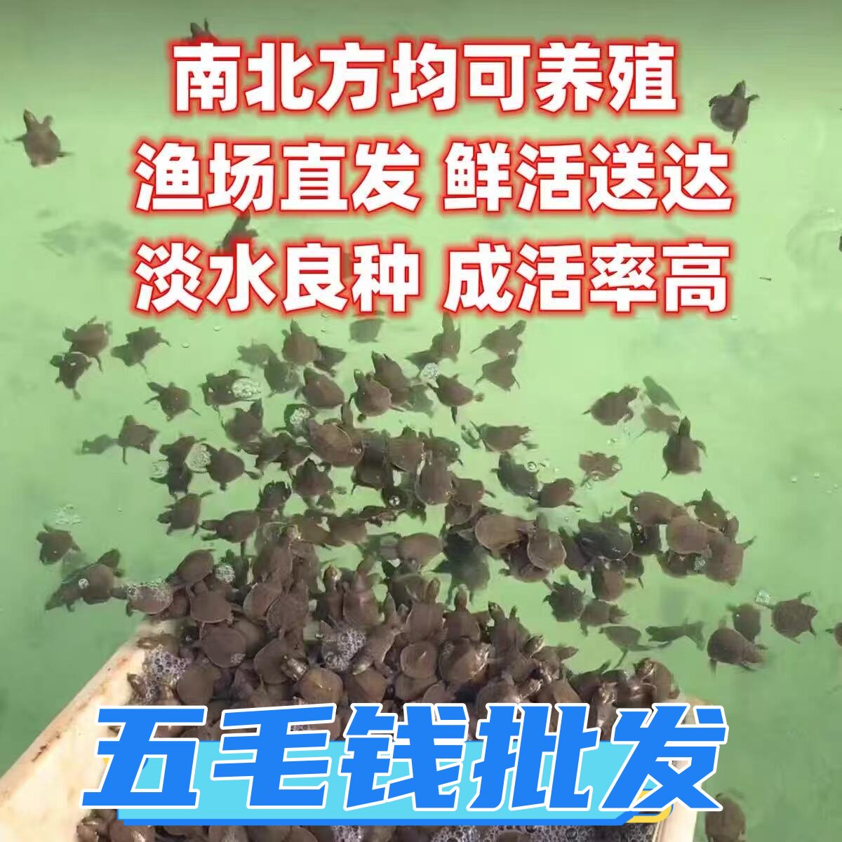 中华鳖幼苗小甲鱼苗水鱼南方北方外塘养殖食用水产龟鳖水族活体 - 实物图
