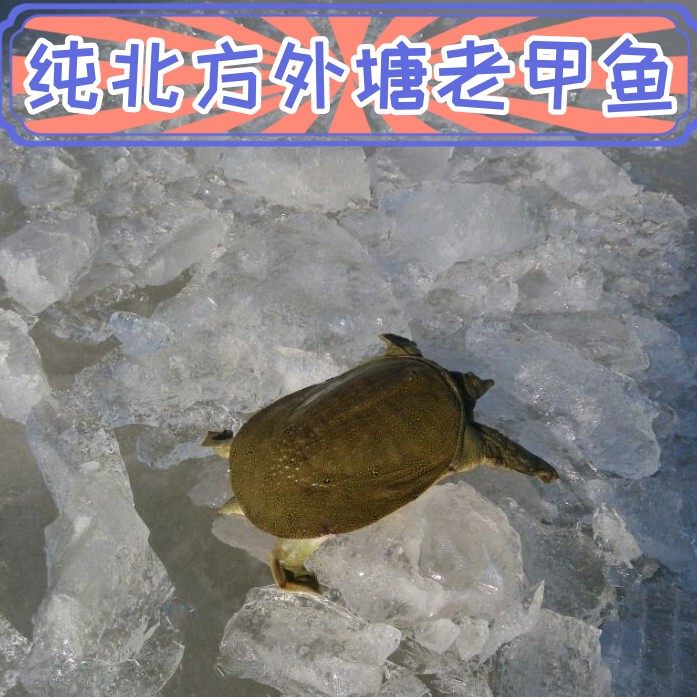 食用生态甲鱼外塘水鱼中华鳖鲜活水产九年龄老鳖4斤重包邮包活体