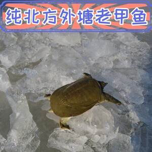 外塘老甲鱼中华鳖北方生态