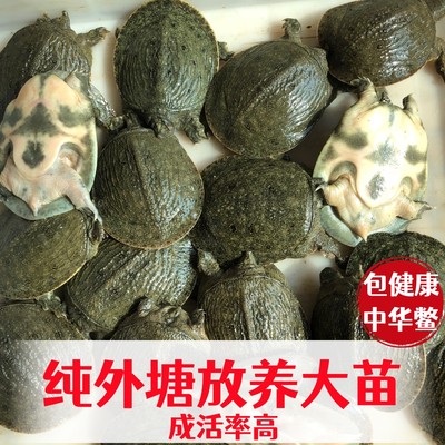 中华鳖养殖鱼塘活体水产龟鳖鲜活