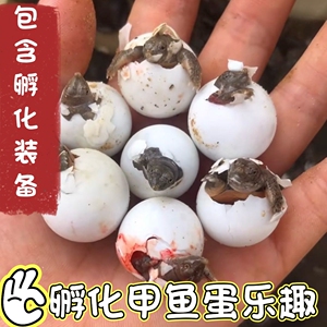 孵化用甲鱼蛋受精蛋卵龟鳖蛋水鱼蛋养殖宠物水族鲜活体礼物玩具