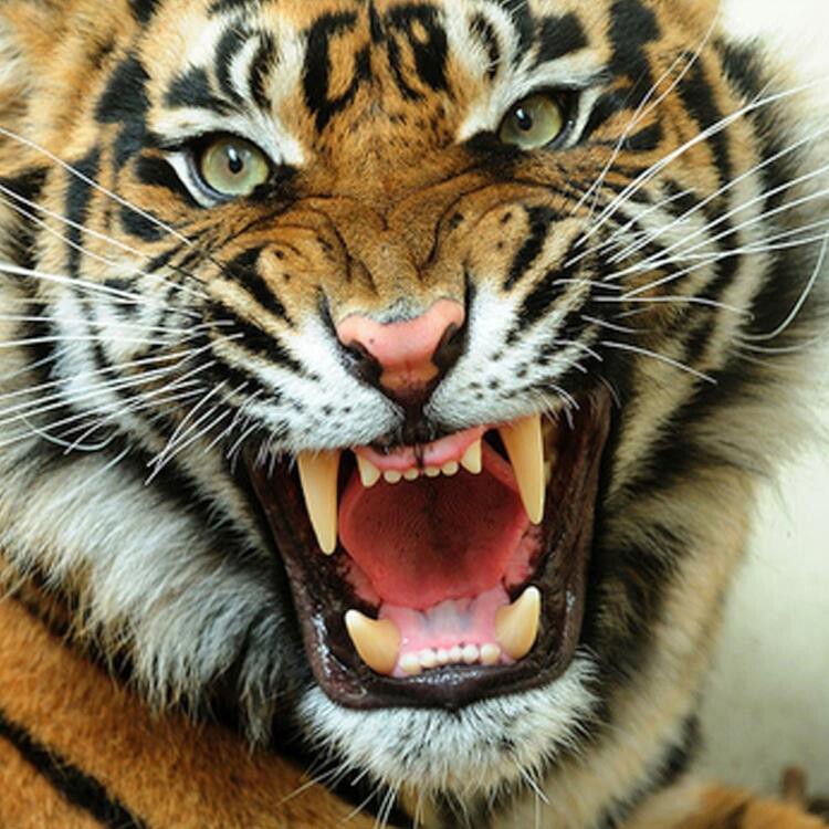 正品钻石画老虎头魔方钻满钻新款贴钻十字绣餐厅卧室走廊猛虎图