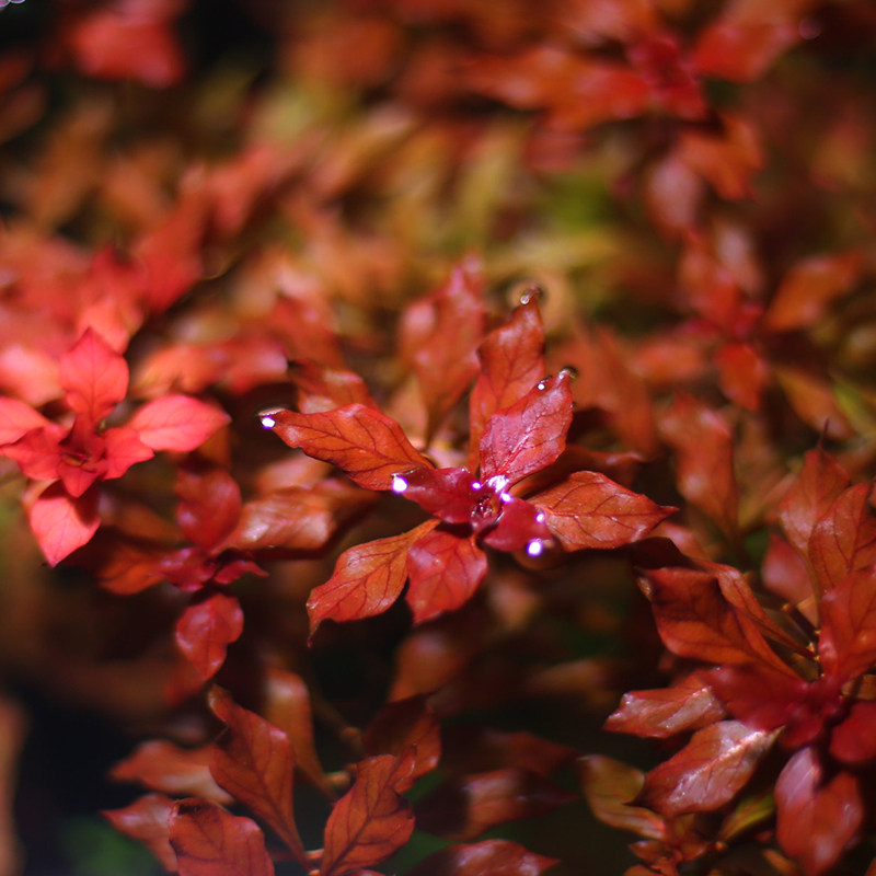 自养水下叶水草植物鱼缸阴性水草紫红丁香后景草鱼缸造景水草红草