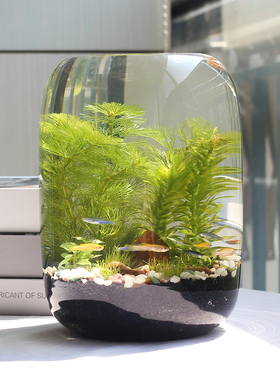 生态瓶微景观免换水diy科学作业材料玻璃办公桌面小鱼缸生态鱼缸