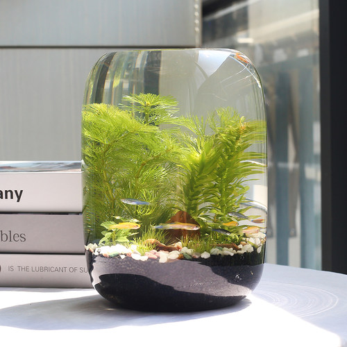 免换水生态瓶易打理生态缸