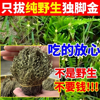 野生独脚金干货消积调理脾胃儿童小儿独角金中药材鸡内金独脚金草
