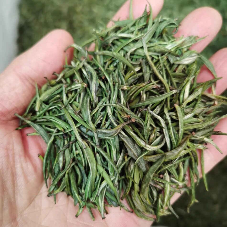 云南青针绿茶 单芽绿茶,滋味清香,苦涩不重,香醇口感500克