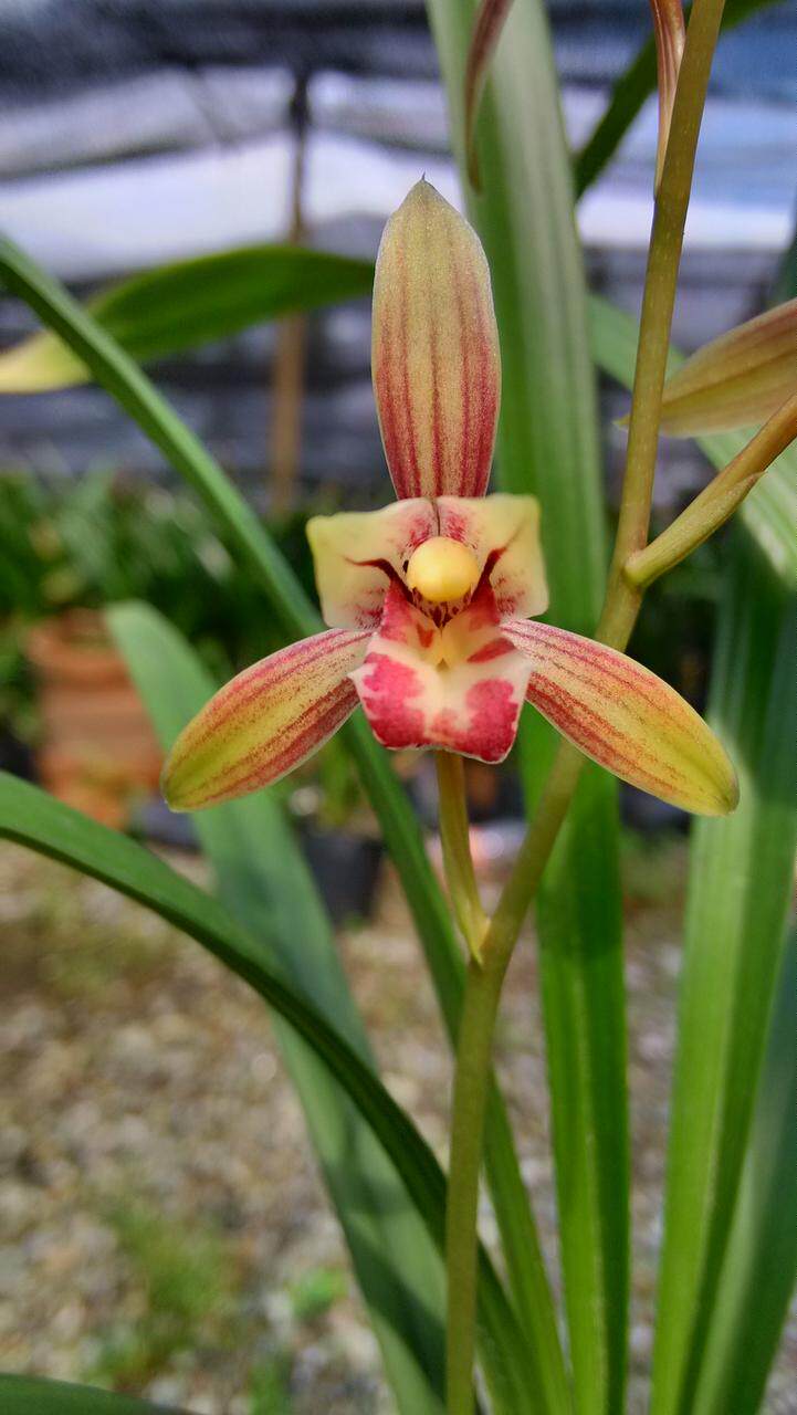 建兰新款美观趣味阳台窗台草本花卉四季兰娇鹤 5元一苗5苗起拍