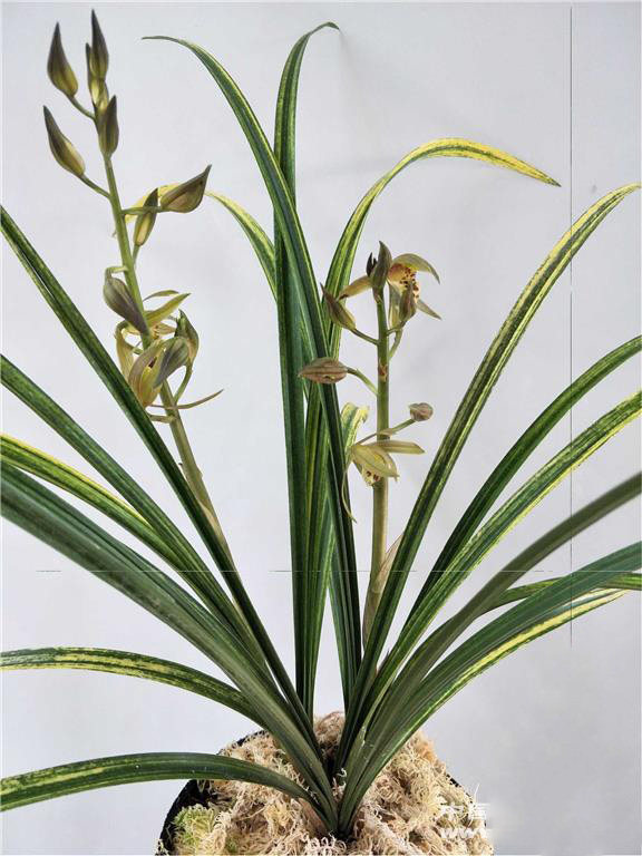 蕙兰虎斑65一时令草本花卉兰花庭院栽月季绿植花苗盆栽花卉花种子