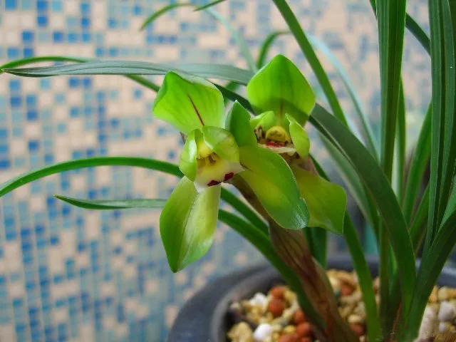 春剑大富贵兰苗盆栽绿植标准荷瓣庭院养时令草本花卉春兰月季兰花