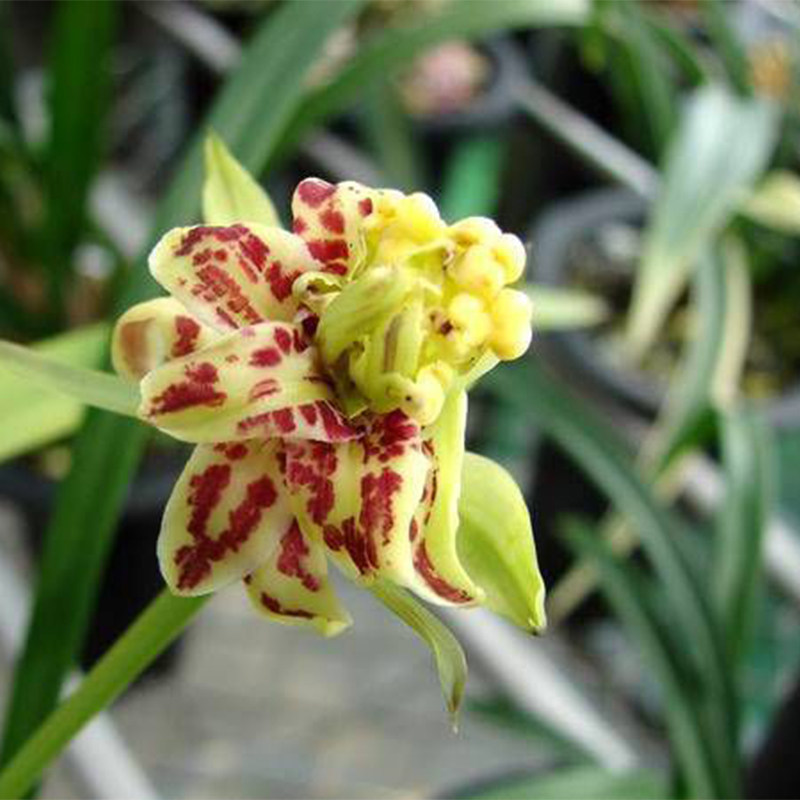 兰新款美观趣味阳台苗梨山狮皇四季兰好养易时令草本花卉建兰庭院