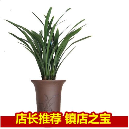 绿植春节开花好养盆栽墨兰包邮
