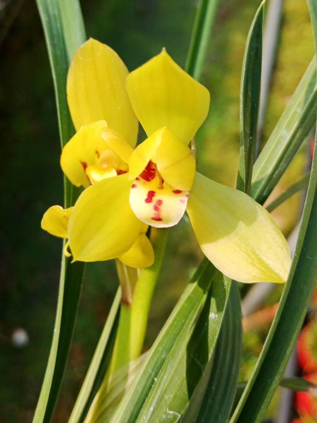 春兰正格荷瓣黄花 黄荷 冬带浓香花苞出售绿植花卉盆栽老种兰花苗