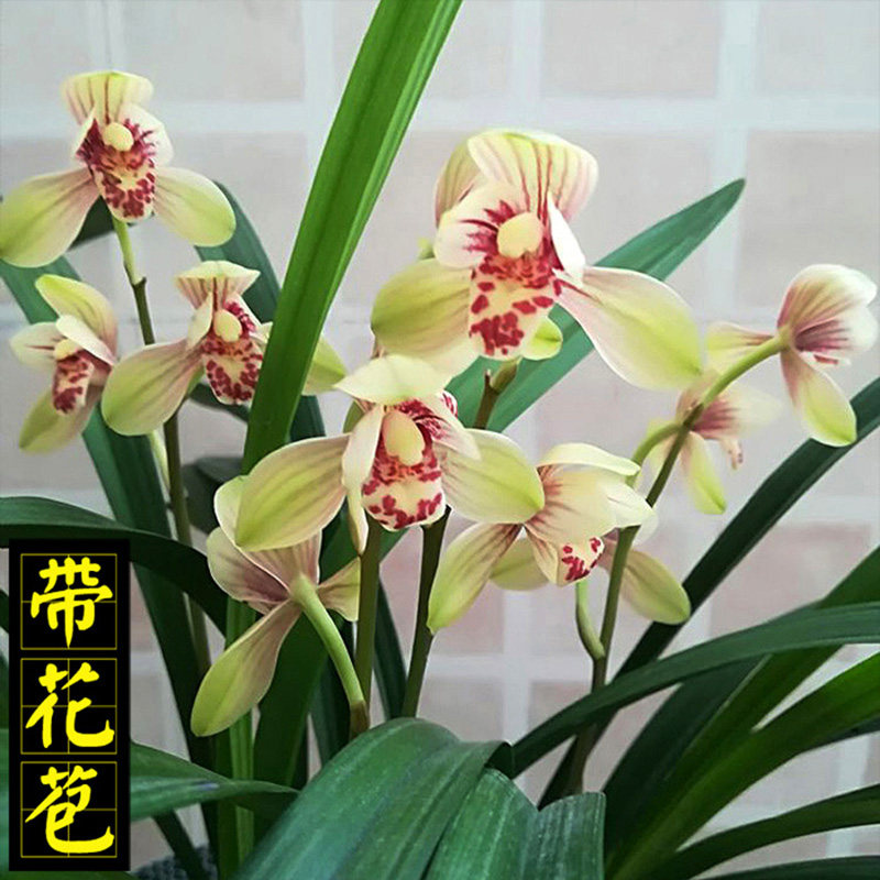 建兰四季兰君荷八大名品正格荷瓣 原生老种兰花苗夏季带花苞浓香