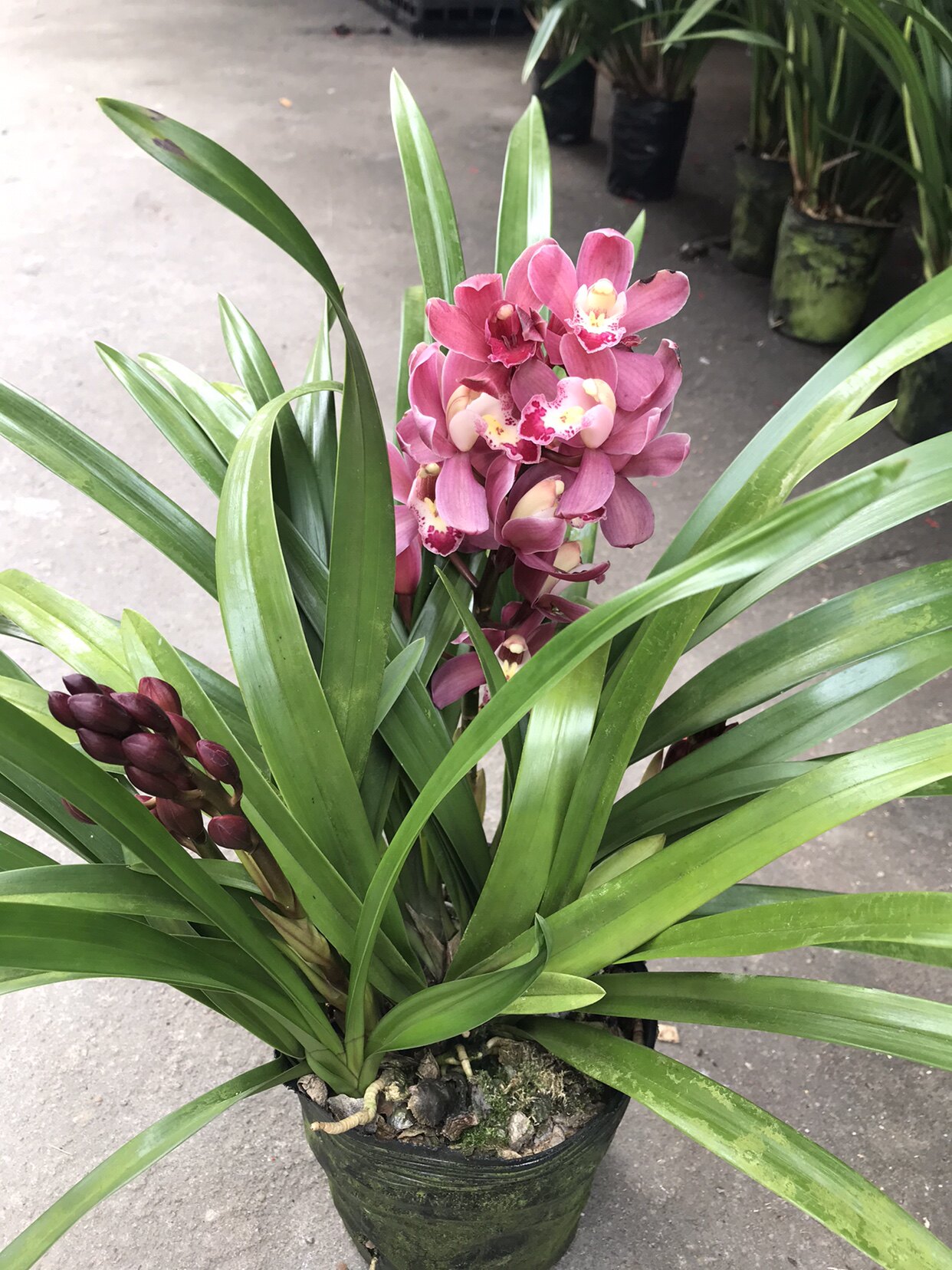 杂交香兰红宝石绿翡翠白雪公主兰花苗春节花苞时令草本花卉庭院