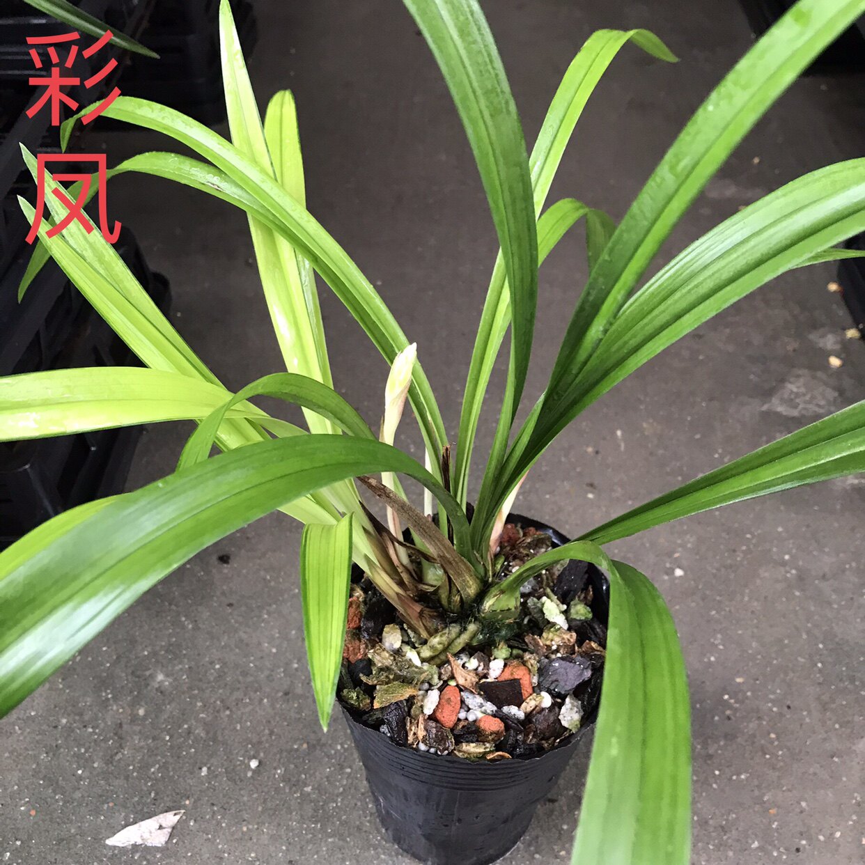 四季兰建兰彩凤 粉荷带花苞